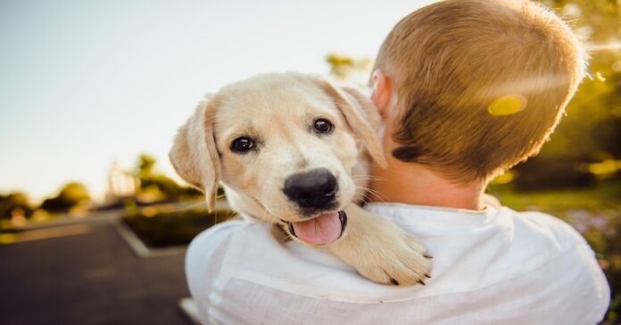 Ženklai, įrodantys, kad jūsų šuo yra vienas laimingiausių gyvūnų pasaulyje