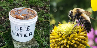 7 praktiški ir paprasti dalykai, kuriuos galite padaryti, kad padėtumėte bitėms