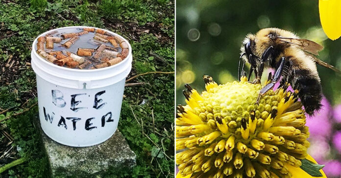 7 praktiški ir paprasti dalykai, kuriuos galite padaryti, kad padėtumėte bitėms