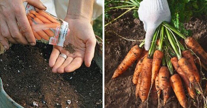Sodininkų gudrybės auginant morkas. Būtinai jomis pasinaudokite!