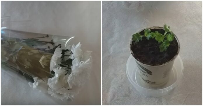 Kaip sudaiginti chrizantemų puokštę, kad iš jos išaugtų gėlės krūmas?