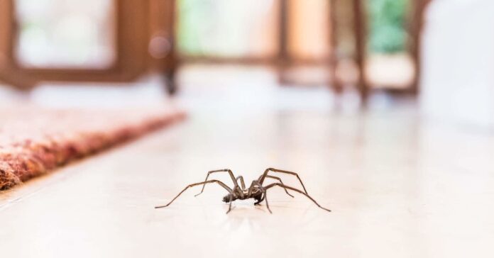 Kodėl negalima žudyti namuose apsigyvenusių vorų?