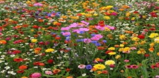Gėlių magija: kaip laukiniai augalai apsaugo nuo blogio ir pritraukia sėkmę?