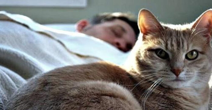 Kodėl katės miega ant žmogaus: ką reiškia jų poza ir pasirinkta vieta?
