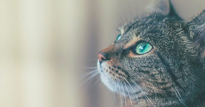 Slapta kačių galia: kaip jos jaučia ligas ir bando apie tai įspėti