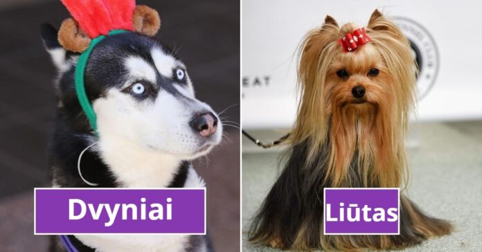 Kokios veislės šuo esate pagal Zodiako ženklą?