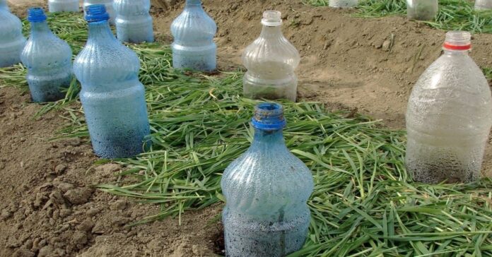 Plastikiniai buteliai sode. Kaip juos panaudoti dar kartą?