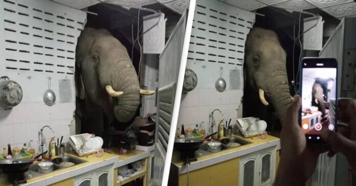 Tailande alkanas dramblys pro sieną įsiveržė į virtuvę