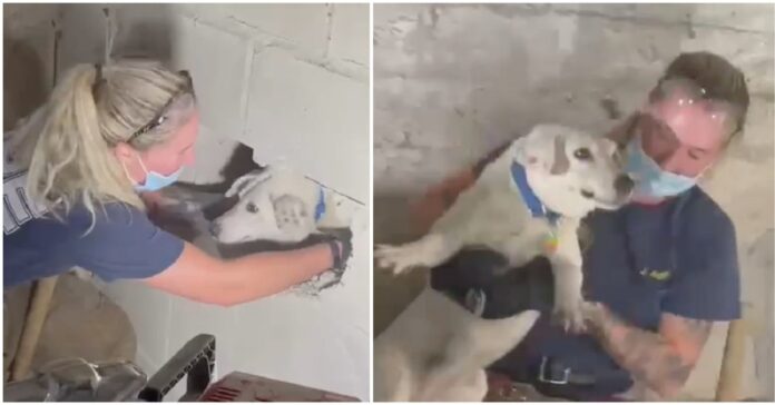 Ugniagesiai išgelbėjo dingusį šunį, kuris iš tikrųjų penkias dienas buvo įstrigęs betoninėse sienose