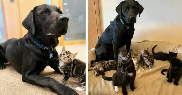 Šeimininkas parnešė namo 7 naujus šeimos narius: šuo susitiko su kačiukais ir nutiko kažkas stebuklingo