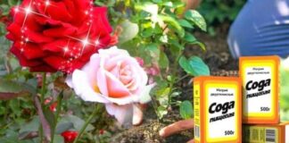 Atnaujinsite rožių krūmą vos su keliais šaukštais sodos