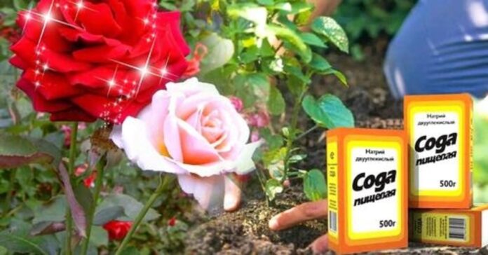Atnaujinsite rožių krūmą vos su keliais šaukštais sodos