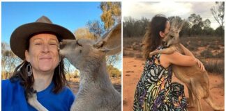 Našlaite tapusi kengūra dabar apkabina tuos, kurie ja pasirūpino
