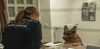 Policijos komisariate pasirodė šuo. Jis atėjo pranešti, kad pasimetė nuo šeimininko