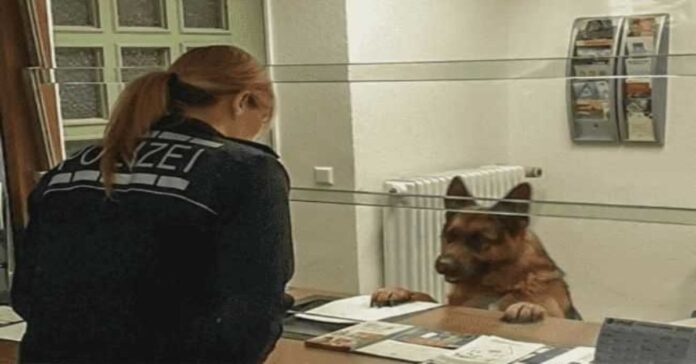 Policijos komisariate pasirodė šuo. Jis atėjo pranešti, kad pasimetė nuo šeimininko