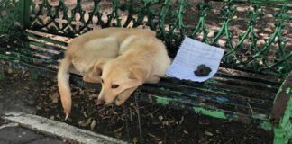 Meksikoje prie parke palikto šuns buvo rastas ir laiškas