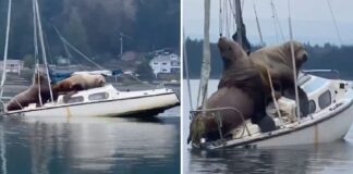 Jūrų liūtai staiga užšoka ant valties. Vienam žmogui pavyko visa tai įamžinti