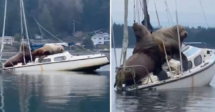 Jūrų liūtai staiga užšoka ant valties. Vienam žmogui pavyko visa tai įamžinti