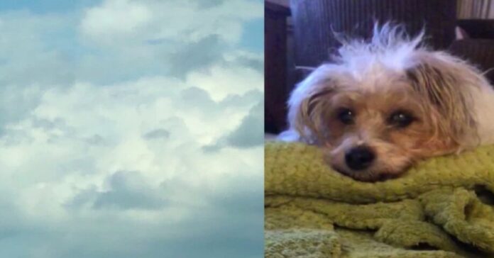 Moteris mato savo šuns atvaizdą debesyse praėjus kelioms valandoms po jo mirties