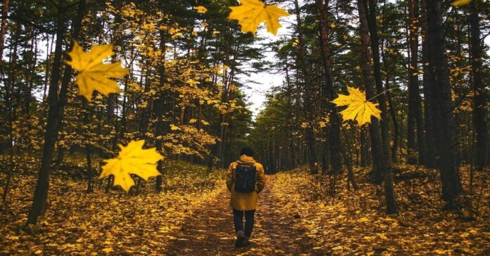 Ritualai krentant lapams: kaip pritraukti sėkmę rudenį?