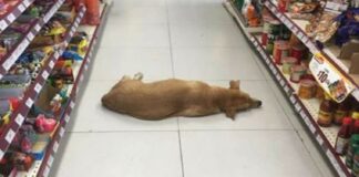 Parduotuvės darbuotojai karštą vasaros dieną atidaro duris šuniui, kad jis galėtų atvėsti