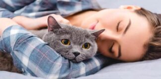 Pilkų kačių energija: nuo ko jos gali apsaugoti savo šeimininką?