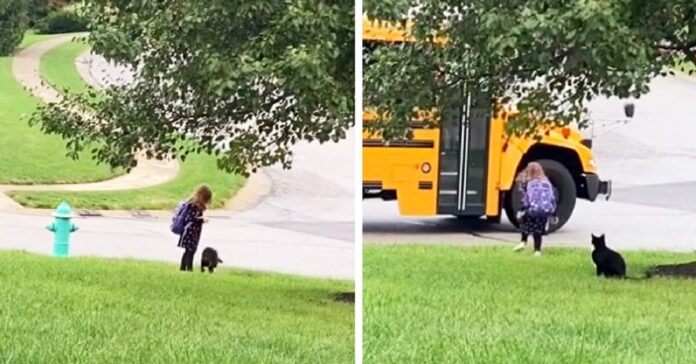 Katė kasdien lydi mergaitę iki mokyklinio autobuso ir laukia, kol ji įlips į autobusą