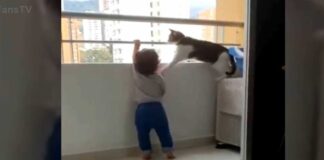 Vaikas norėjo užlipti ant balkono turėklų, nepatikėsite, kokia buvo katės reakcija