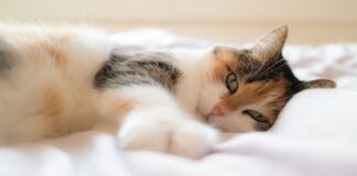 Gydomoji kačių murkimo galia: verta ją išbandyti!