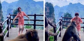 Kol turistė dainavo ir šoko, vietinė beždžionė pavogė jos krepšį