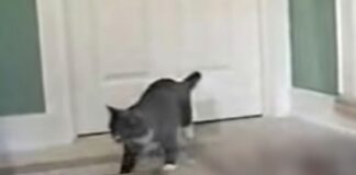 Į namus grįžta katė su savo ypatingu draugu – tai, kas įeina po katės, nustebina visus