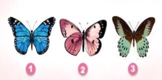 Testas: pasirinkite drugelį ir sužinokite tiesą apie savo jausmus