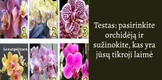 Testas: pasirinkite orchidėją ir sužinokite, kas yra jūsų tikroji laimė