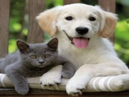 Gera naminių gyvūnėlių energija: kaip katės ir šunys saugo namus nuo bėdų?
