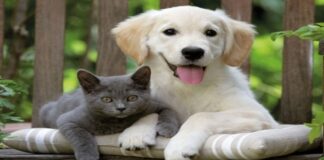 Gera naminių gyvūnėlių energija: kaip katės ir šunys saugo namus nuo bėdų?
