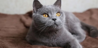 Kaip pilka katė gali padėti šeimininkams prisitraukti pinigų?