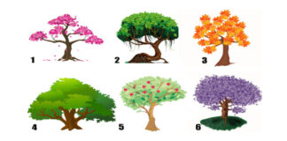 Testas: pasirinkite medį ir sužinokite savo ryškiausią charakterio savybę