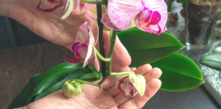 Priemonė, kuri padės atgaivinti orchidėją. Išbandykite!