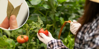 Naminės trąšos agurkams ir pomidorams