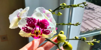 Sužinokite, ką daryti, kad orchidėja žydėtų visus metus