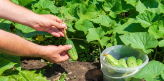 Sužinokite, kaip derliaus nuėmimo metu išvengti karčių agurkų