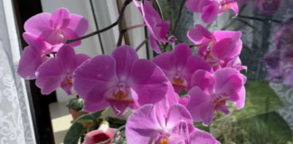 Jei naudosite šį patarimą, orchidėjos nenustos žydėti