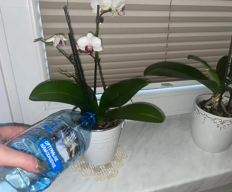 pour orchidées