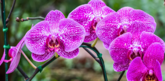 Kartą per mėnesį orchidėją palaistau vieno gėrimo likučiais ir ji iškart atsigauna