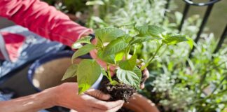 Kaip peroksidas padės kambariniams augalams ir kodėl jis būtinas?