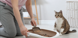 Kaip panaikinti katės kraiko kvapą namuose?