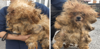 Apleistas šuo rastas uždarytas ankštame narve – kai veterinaras nukerpa jam kailį, pasirodo grožis