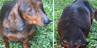 Gyvūnų mylėtojai miške randa apleistą nėščią šuns patelę – po kurio laiko pastebi dar kai ką baisaus