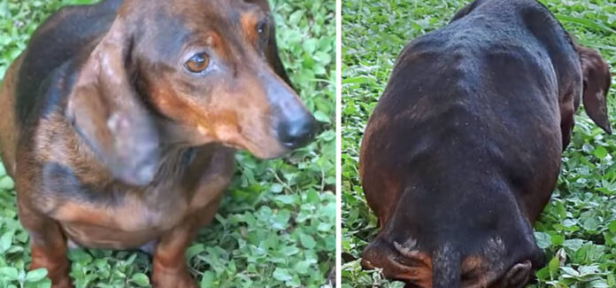 Gyvūnų mylėtojai miške randa apleistą nėščią šuns patelę – po kurio laiko pastebi dar kai ką baisaus