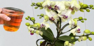 Išbandykite šią priemonę ir orchidėjos iš karto žydės visus metus